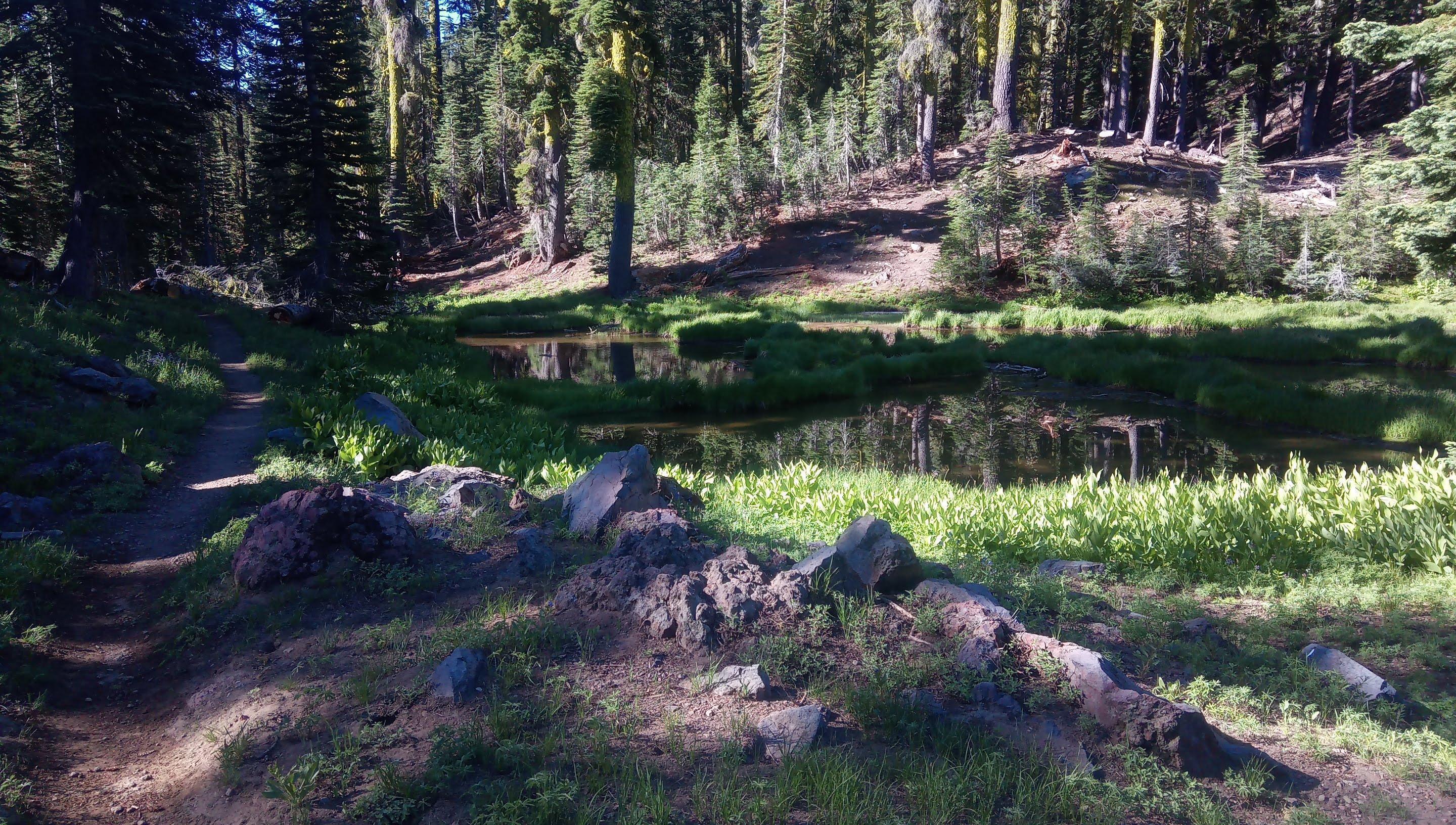 Pools of water in the shade