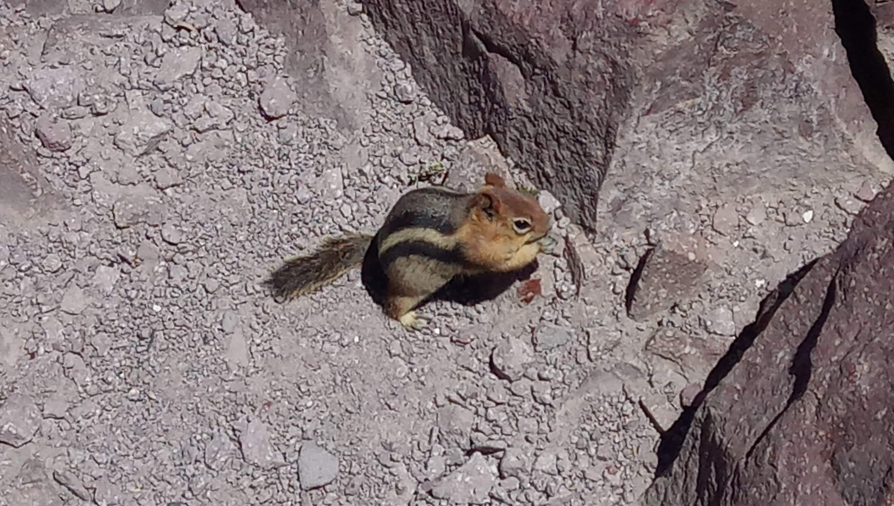 Golden-mantled ground squirrel on the summit