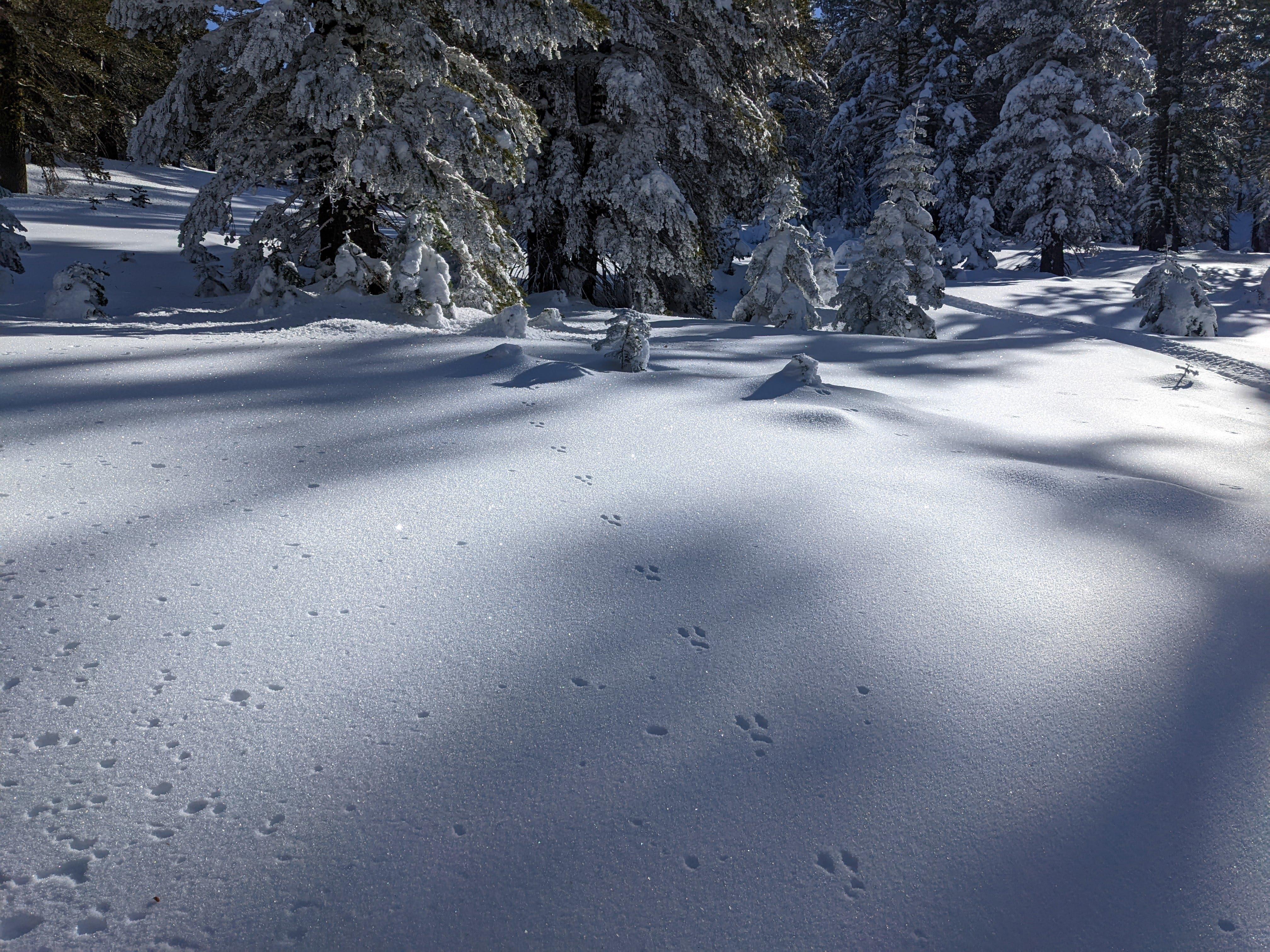 Rabbit track