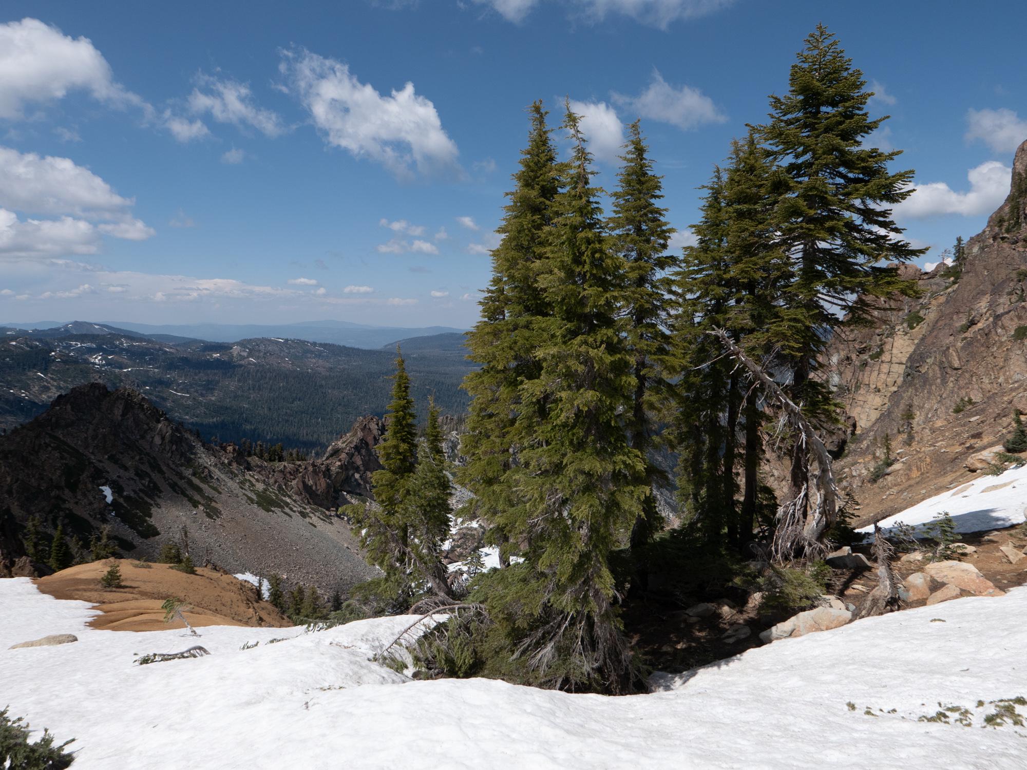 Snow and trees