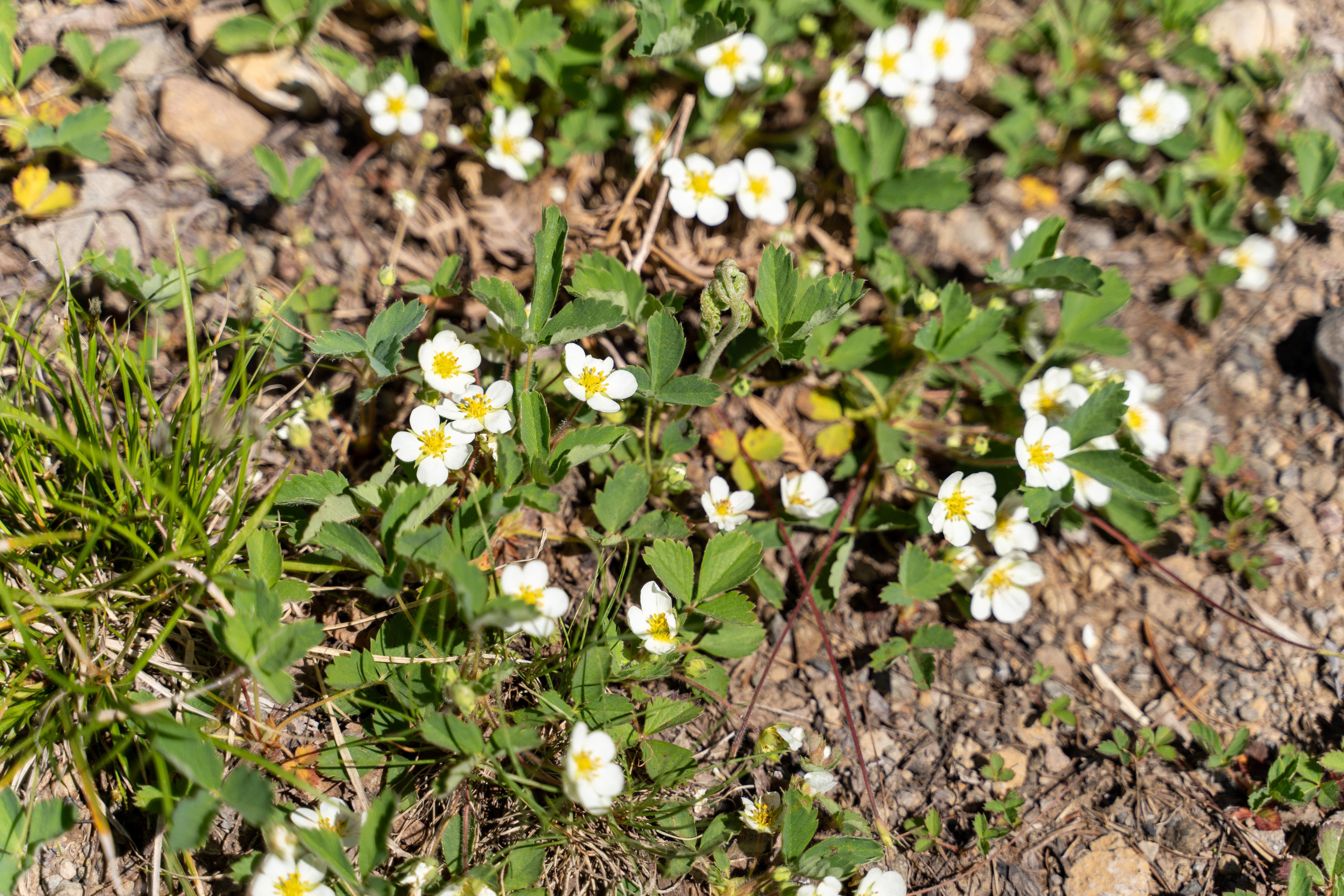 Wild strawberries