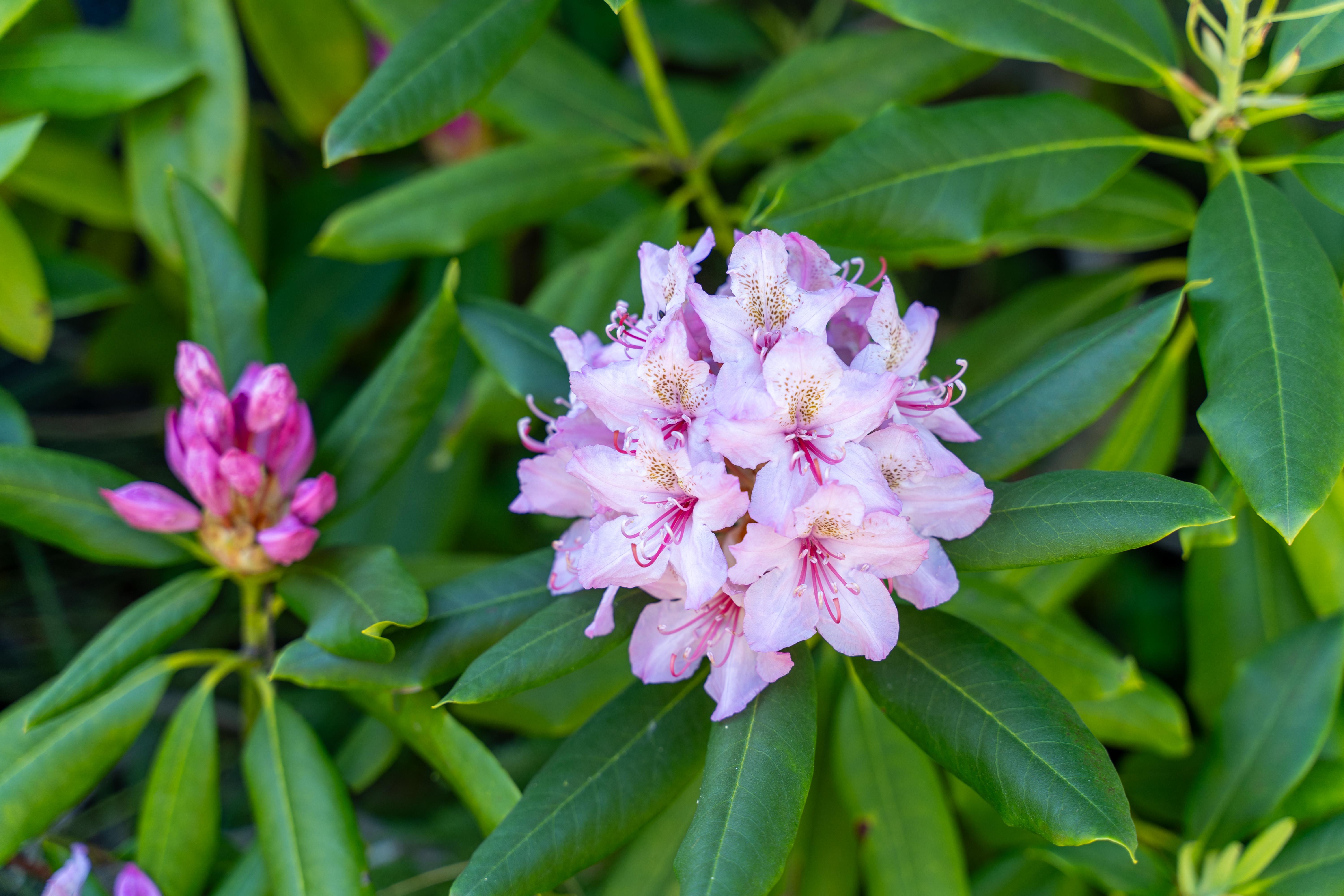 Rhododendron bloom